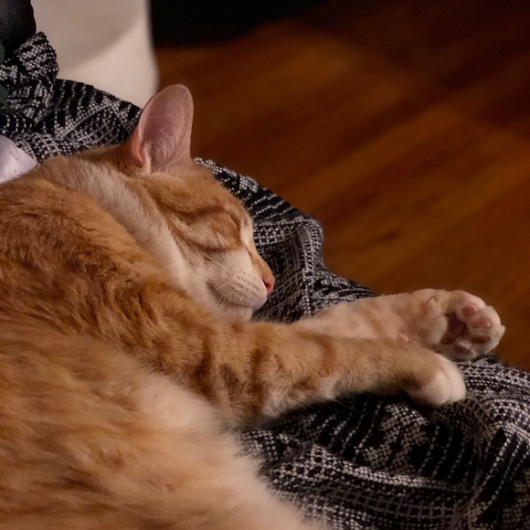 cocobutt